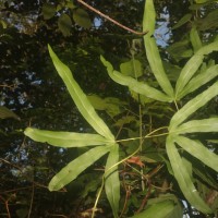 Lygodium circinnatum  (Burm.f.) Sw.
